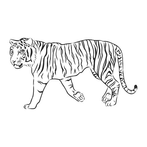 Top More Than 81 Outline Sketch Of Tiger Super Hot Seven Edu Vn