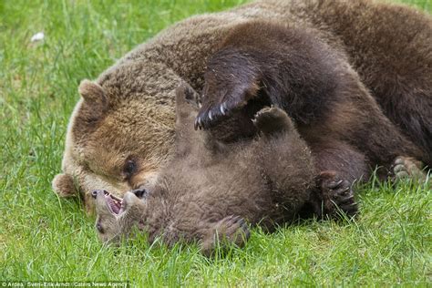 Brown Bear Cub Gets A Cuddle And Plays With Its Mother In Sweden