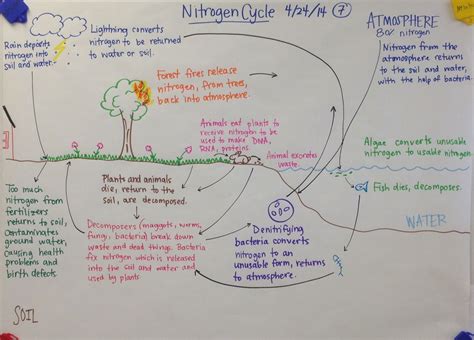 Nitrogen Cycle Biology Glad Anchor Chart Biology Pinterest Anchor
