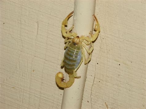 Pregnant Scorpions Information National Geographic