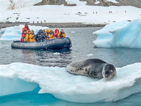 Animals In Antarctica Discover The Wildlife In Antarctica Landed Travel