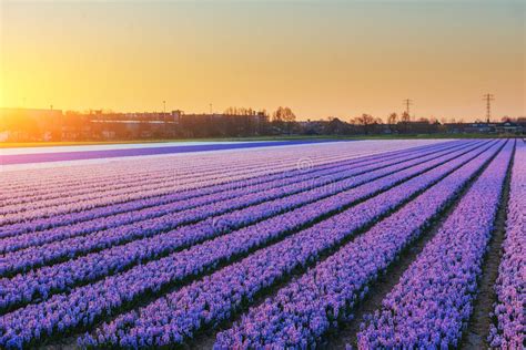 Fields Hyacinths Blooming Flowers On The Fantastic Sunset Beaut Stock
