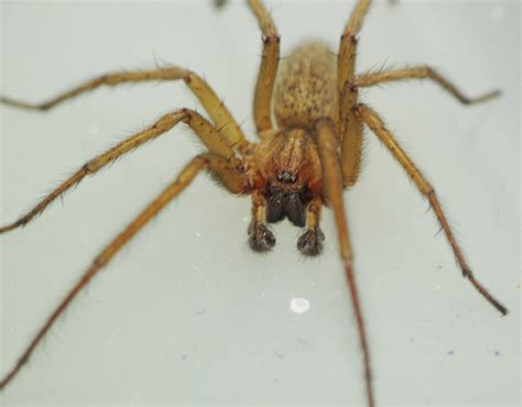 Hobo Spiders—what You Need To Know Stewarts Lawn