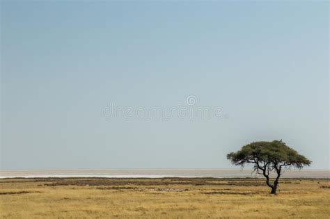 A Lonely Tree In The Savanna Stock Photo Image Of Tree Coast 242075916