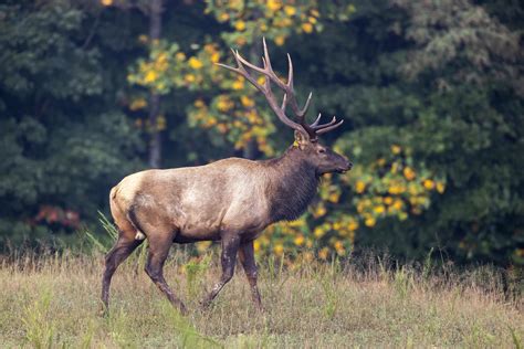 7 Facts About Elk vs Bison Meat to Help You Choose the Healthiest Option