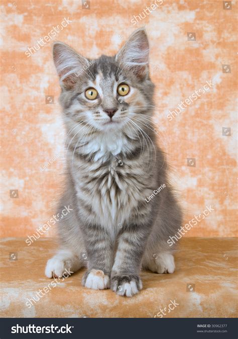 Norwegian Forest Cat Tortie Kitten On Stock Photo 30962377 Shutterstock