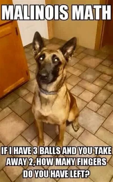 36 Funny Service Dog Memes Barnorama