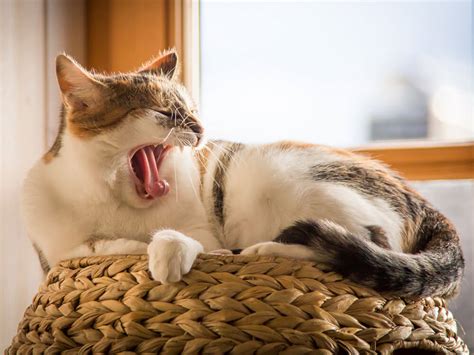 While hairballs are often thought to be the cause. Cat Coughing: Should I Be Worried About It? | UK Pets
