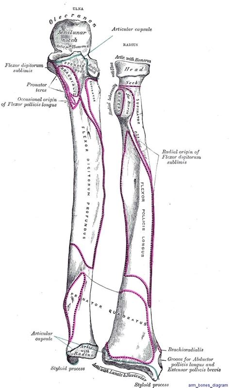 Human Arm Diagram Anatomy System Human Body Anatomy Diagram And