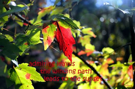 › haiku games christmas killer walkthrough. Pin on Haiku Fun