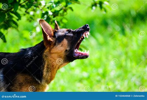 Angry Dog Attacks The Dog Looks Aggressive And Dangerous Stock Photo