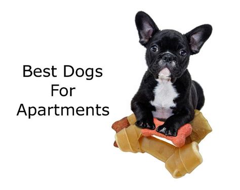 Best Dog Breeds For Apartments
