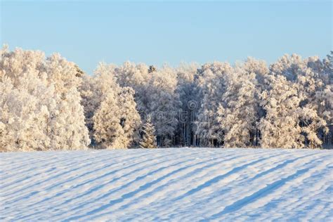 Snowy Fields At The Forest Stock Image Image Of Fields 81307811