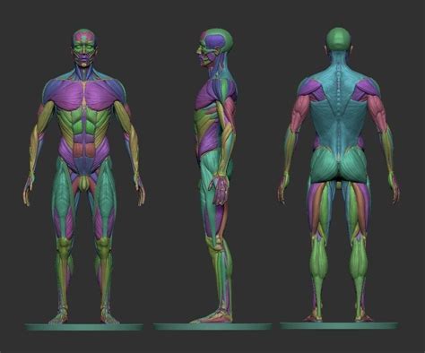 Male Ecorche Human Anatomy Reference 3d Print Model Human Anatomy
