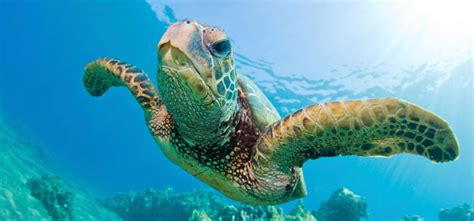 Know Your Sea Turtles In Barbados Hammerton Barbados