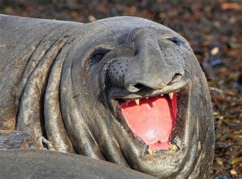 16 Animals That Simply Look Dumb Happy Animals Smiling Animals