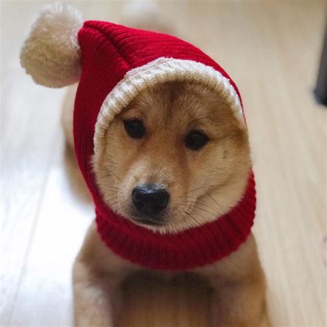 Lovely Dog Christmas Hat Puppy Dog Cute Hat In Winter Qbleev