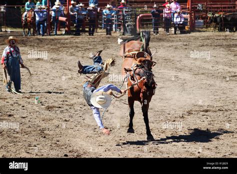 Man Falling Off Horse Rodeo Hi Res Stock Photography And Images Alamy