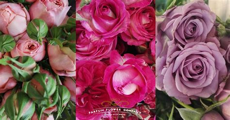 New Amazing Varieties Of Spray Roses Available Parfum Flower Company