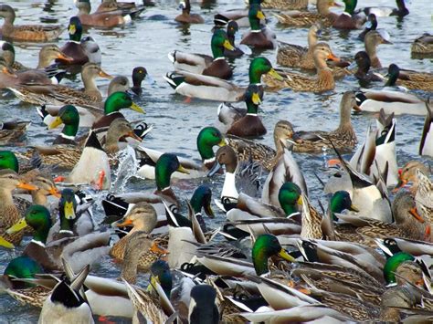 Did Ducks Unlimited Go Too Far Montana Hunting And Fishing Information