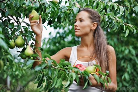 Maybe you would like to learn more about one of these? Long-term food independence: Fruit trees are a critical ...