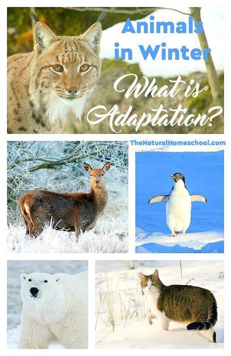 Animals In Winter What Is Adaptation The Natural Homeschool