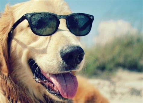 Photos 21 Cute Dogs Wearing Sunglasses Dog With Glasses Puppies