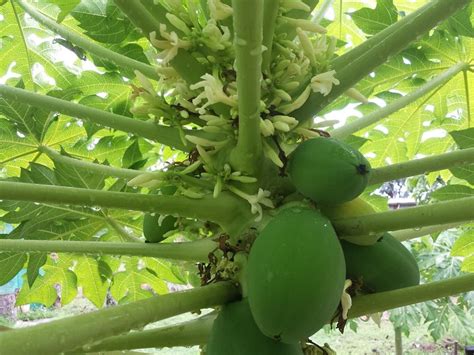 Is My Papaya Tree Hermaphrodite Bisexual In The Tropicals Forum