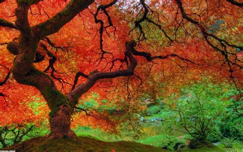 Maple Forest Wallpapers Top Free Maple Forest Backgrounds