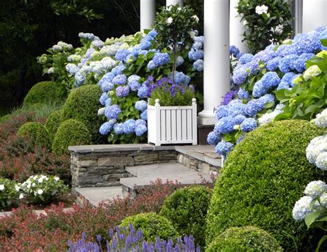 Mature redwood, coffee stain premium sealant). Hydrangeas and boxwood - so pretty! | Garden ~ Hydrangeas ...
