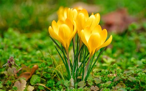 Download Wallpapers Yellow Crocuses Macro Spring Yellow Flowers