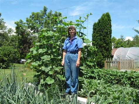 Bountiful Trellised Squash Abundant Mini Gardens