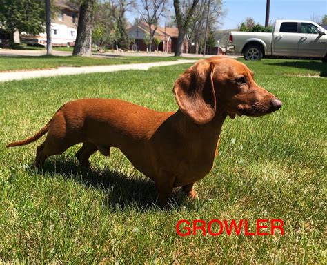 We offer 30 day money back guarantee for every dachshund puppy purchased from us if for any reason our customer is pay extra $200 only; Montana Mini Dachshunds - Happy Homes