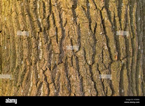 Willow Tree Bark Hi Res Stock Photography And Images Alamy