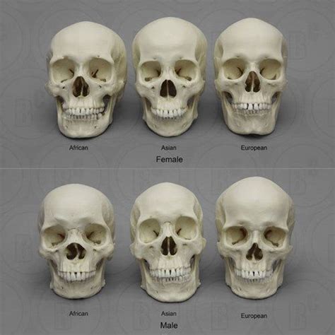Dentaltown Dental Anatomy And Tooth Morphology Human Skull