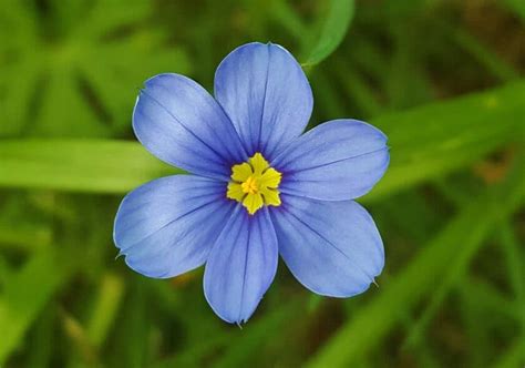 How To Grow And Care For Blue Eyed Grass Easy Way To Garden