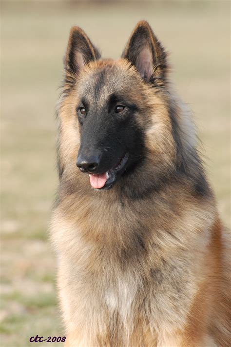 The belgian tervuren is one of four belgian shepherd breeds, all sharing the same origins but distinguished by different coat types and colors. Pets: Belgian Tervuren