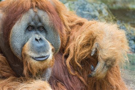 Portrait Of Sumatran Orangutan High Quality Animal Stock Photos
