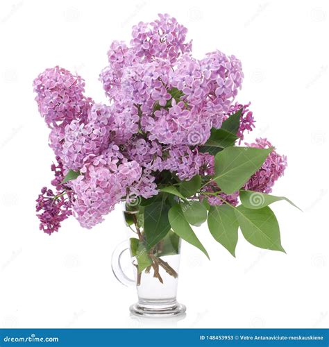 bouquet of lilacs in a glass vase isolated on white branch with lilac flowers stock image