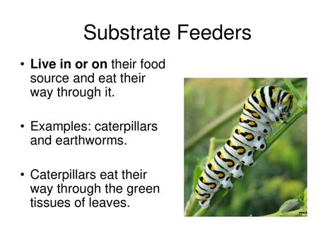 Nutrition And Feeder Types Ppt Download