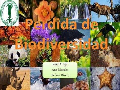 Perdida De Biodiversidad