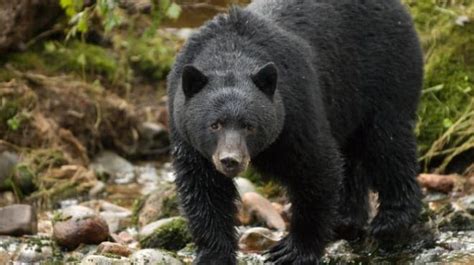 Black Bear Captured And Euthanized In Glacier National Park Abc Fox