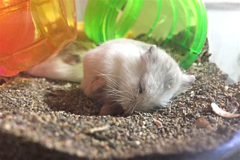 How To Know If Your Hamster Is Dying 7 Signs And Symptoms