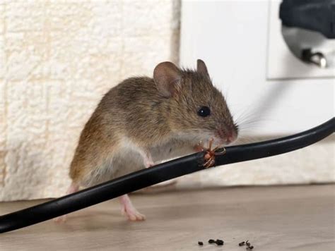 Perché I Topi E I Ratti Rosicchiano I Cavi Elettrici