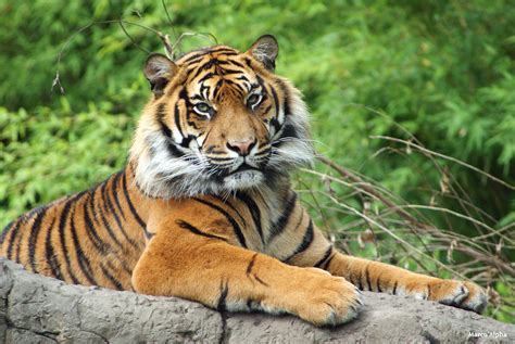 More images for tijger welp » Help de Sumatraanse tijger uit de knel - De Betere Wereld