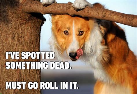 15 Hilarious Dog Memes Youll Laugh At Every Time Readers Digest