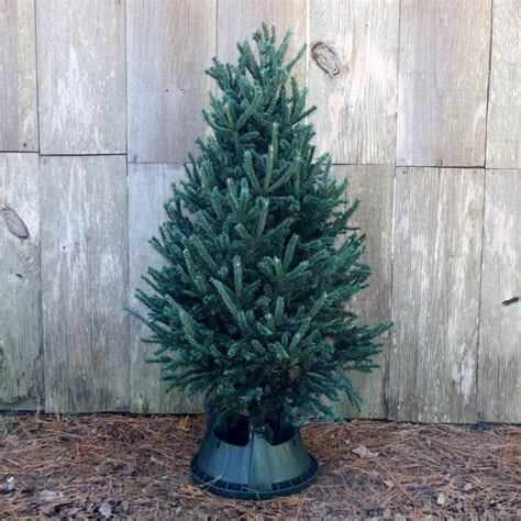 National Plant Network Real Fraser Fir 5 Tall Fresh Cut Christmas Tree