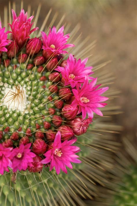 Pink Cactus Flower In Full Bloom Photograph By Zepperwing Fine Art