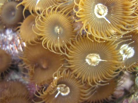 Gold Seamat Florida Keys Marine Life
