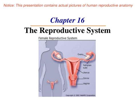 Ppt Chapter 16 The Reproductive System Powerpoint Presentation Id